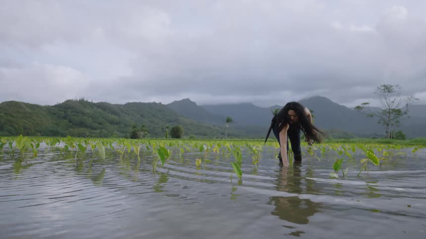 A woman with long dark hair working in a flooded taro field surrounded by young green plants with lush mountains in the background under a cloudy sky