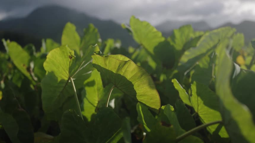 Close up of taro leaves and mountains in the background