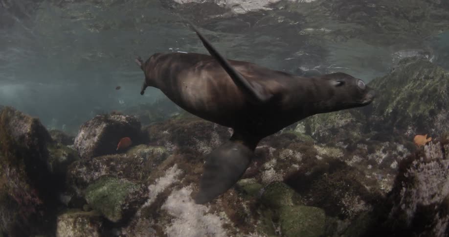 A sea lion swims towards a camera before turning away