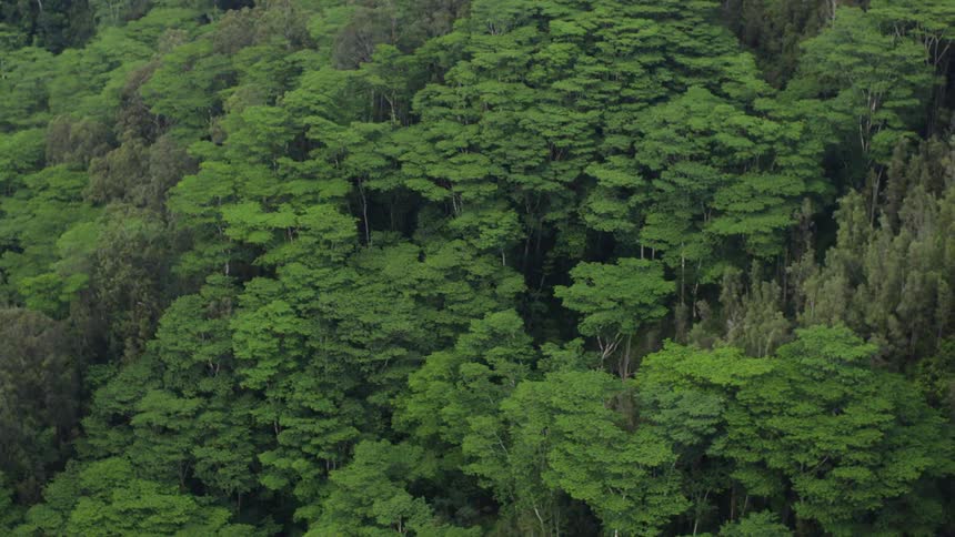 A dense forest canopy stretches across the slopes of a mountain with varying shades of green foliage in sharp detail