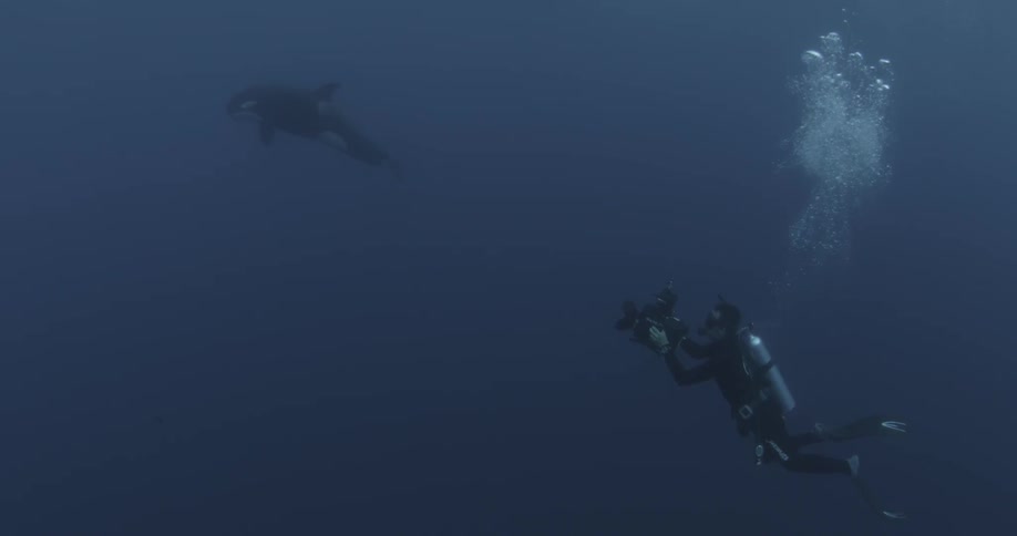 A killer whale is being filmed by a diver