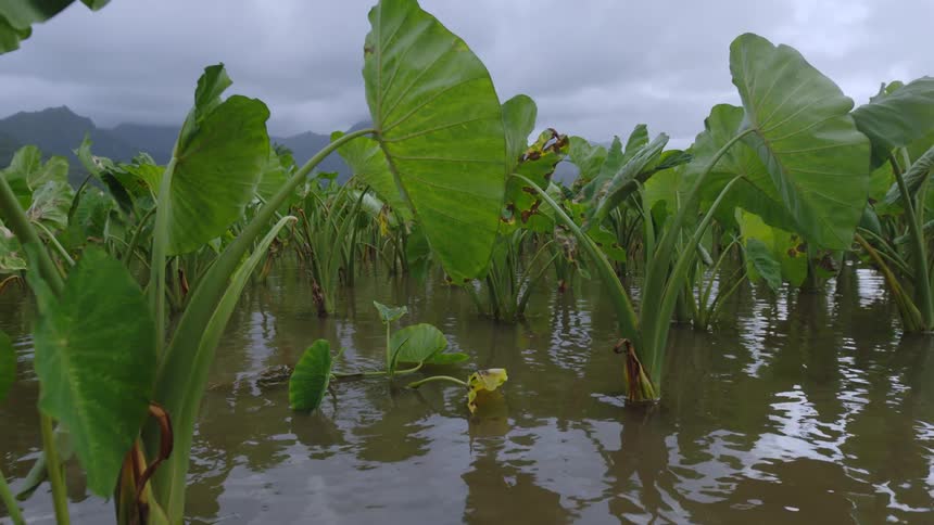 River with green taro plantation