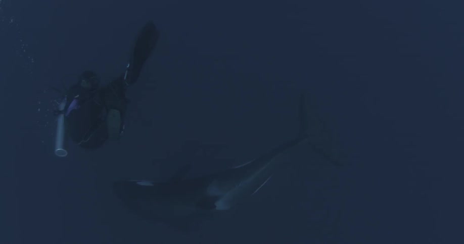 A killer whale swimming around a cameraman diver