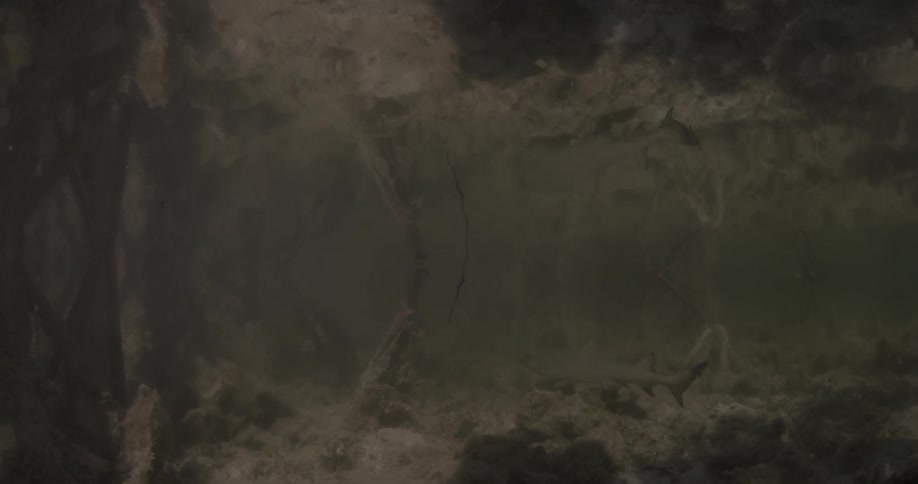 A shallow body of water has a small shark swimming in it