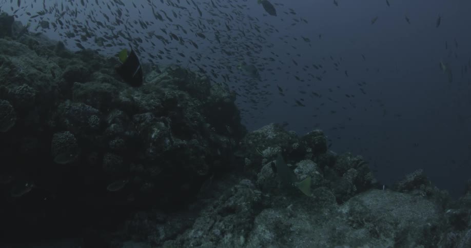 A large school of small fish swimming around rocks on the ocean floor