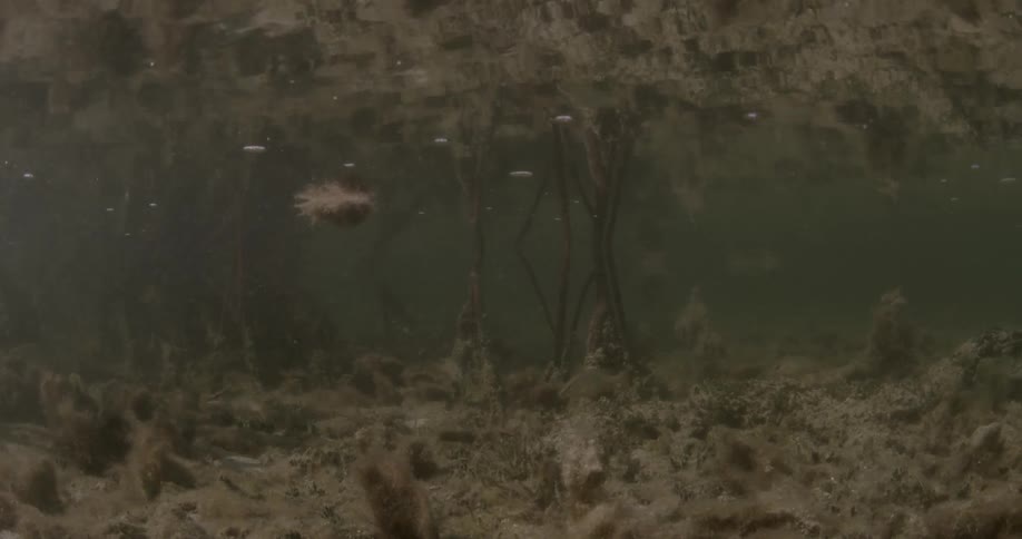 A shall body of water with small fish
