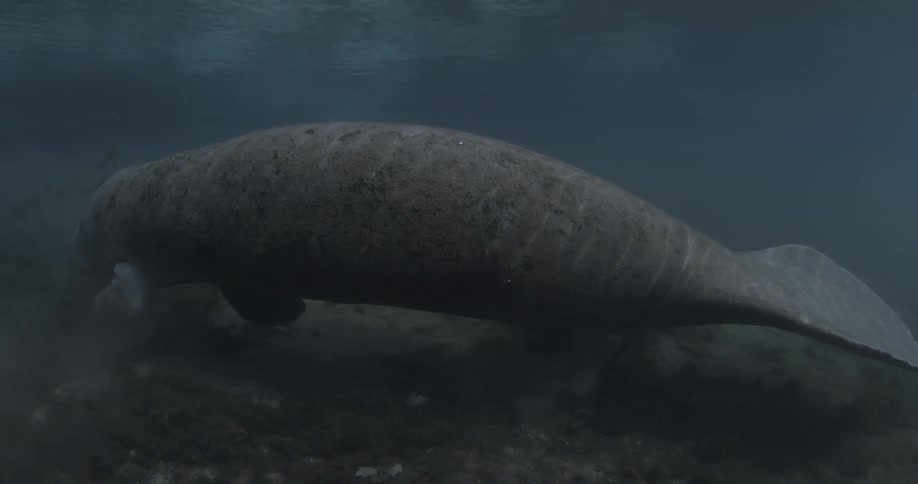 A manatee is slowly swimming along the bottom of the sea