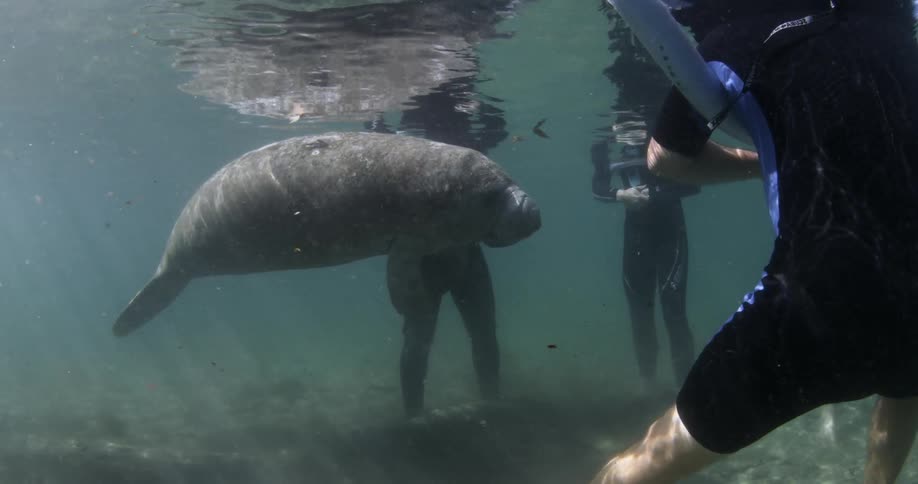 A large manatee is in the middle of 3 divers