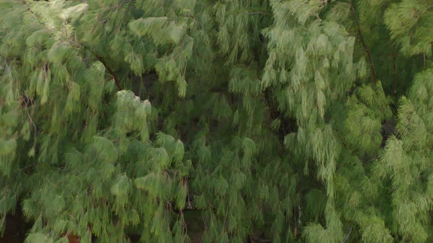 A coniferous tree ferns swaying in the breeze