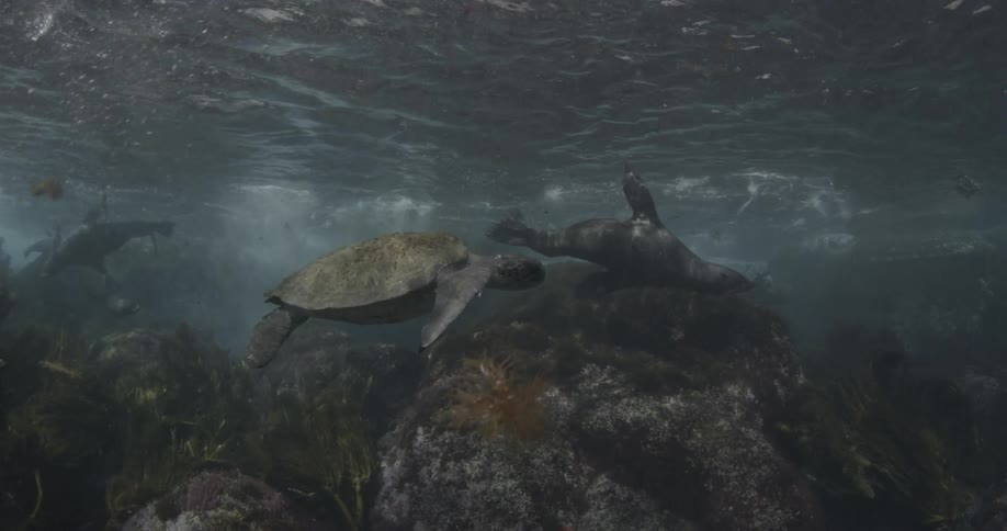 A sea turtle and sea lion are swimming close to each other