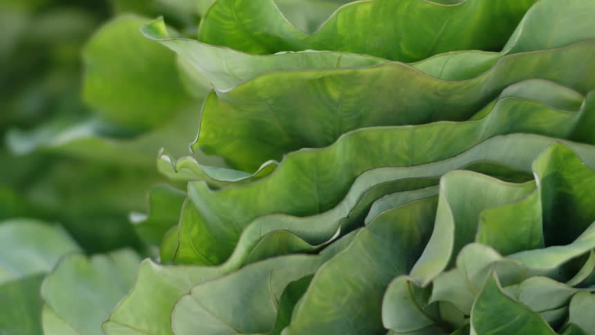 Close up of greenish vegetable leaves