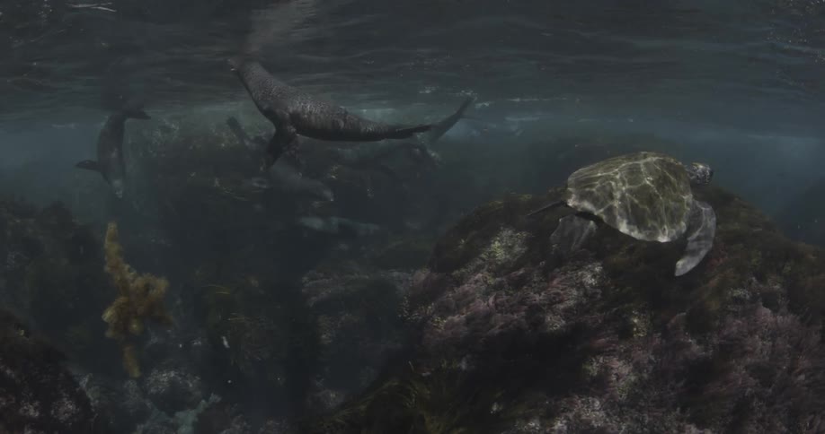 A sea turtle is swimming near sea lions underwater