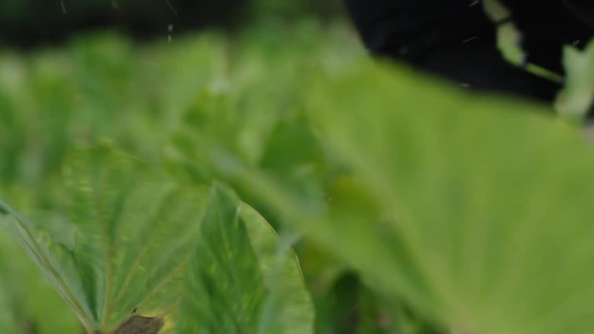 Person with a tool clearing a garden with green leaves