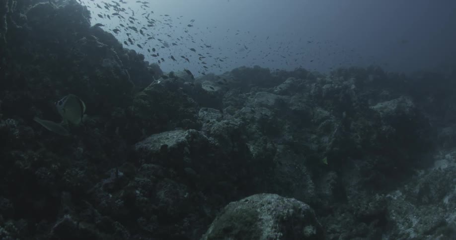 A school of fish near a reef