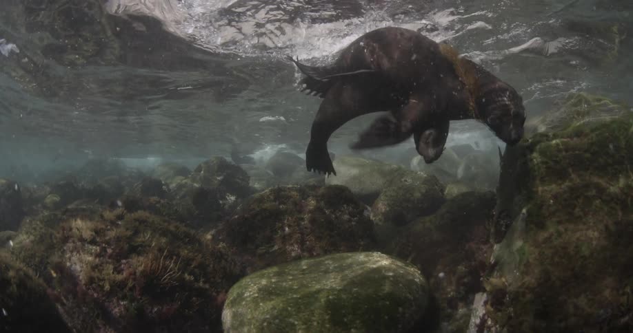 Seals swimming around near a rocky formation during the day