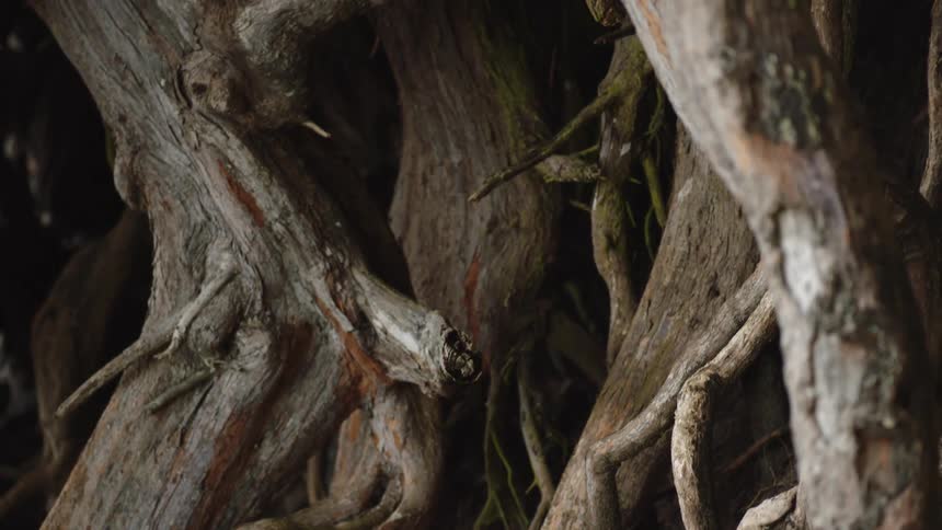 Close up of various tree trunks