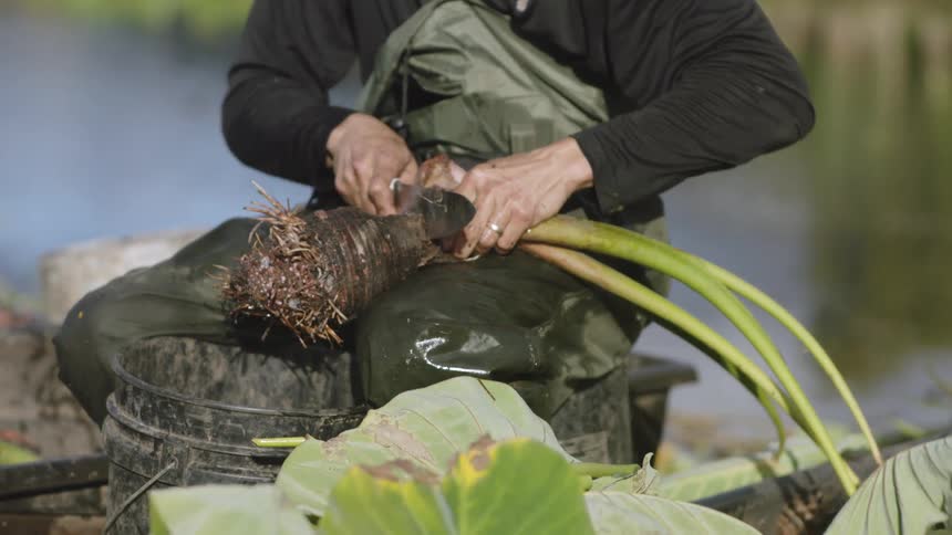Pair of hands cutting the root of a plant with a knife