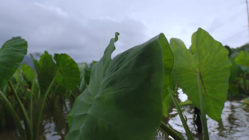 A close up view of large green taro leaves growing in a flooded field under a cloudy sky