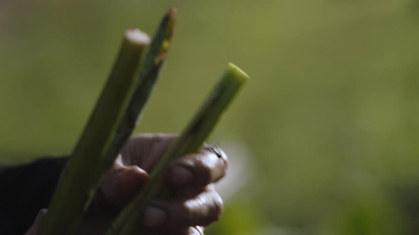 A hand holding three freshly cut green stems one of which has a partially unfurled leaf against a softly blurred natural background