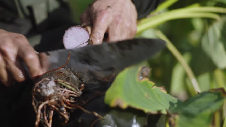 A person uses a large knife to slice a root vegetable outside surrounded by leafy green plants