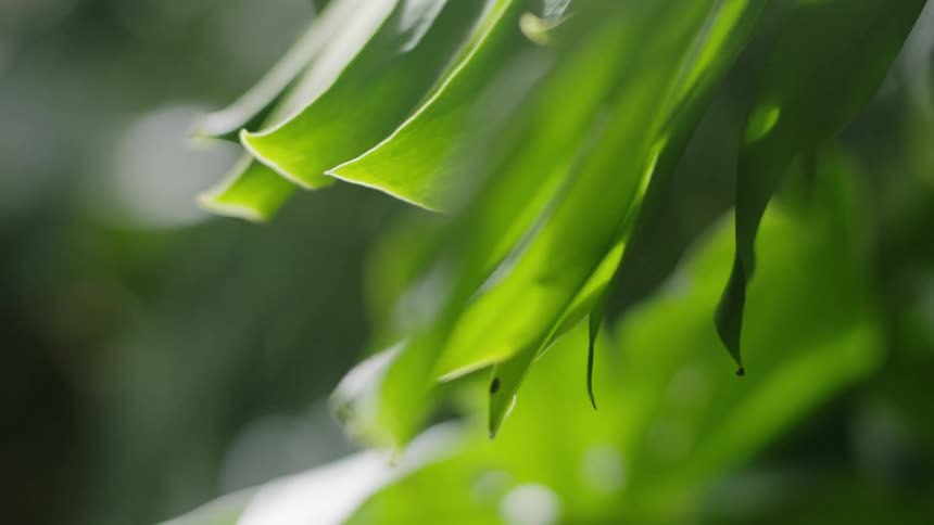 Sunlight filters through overlapping lanceshaped leaves illuminating their vibrant green hues