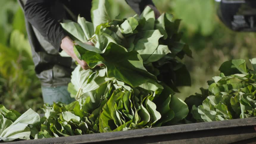 A person wearing a black shirt harvesting large green leaves into a bag