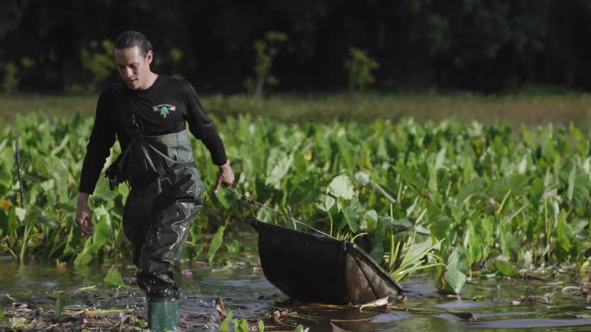 A person wearing waders is standing in a wetland area pulling a basket filled with harvested aquatic plants