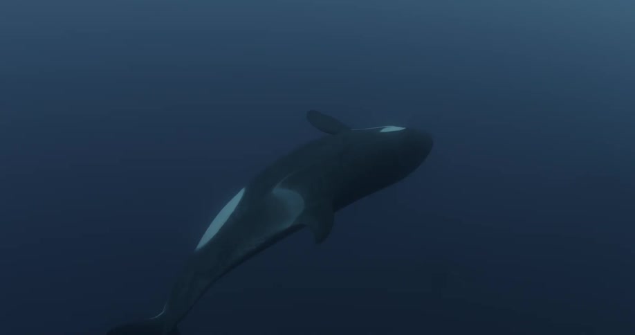 A killer whale is swimming underwater