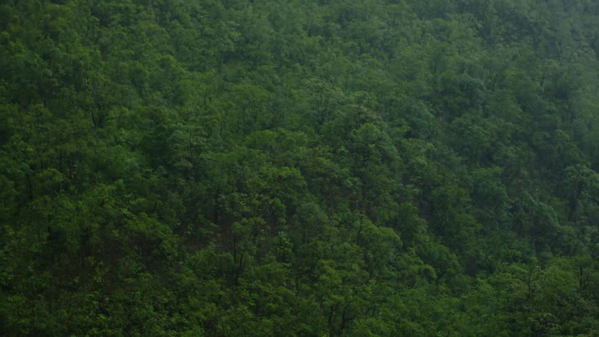 A densely packed forest of lush green trees covers a steep hillside