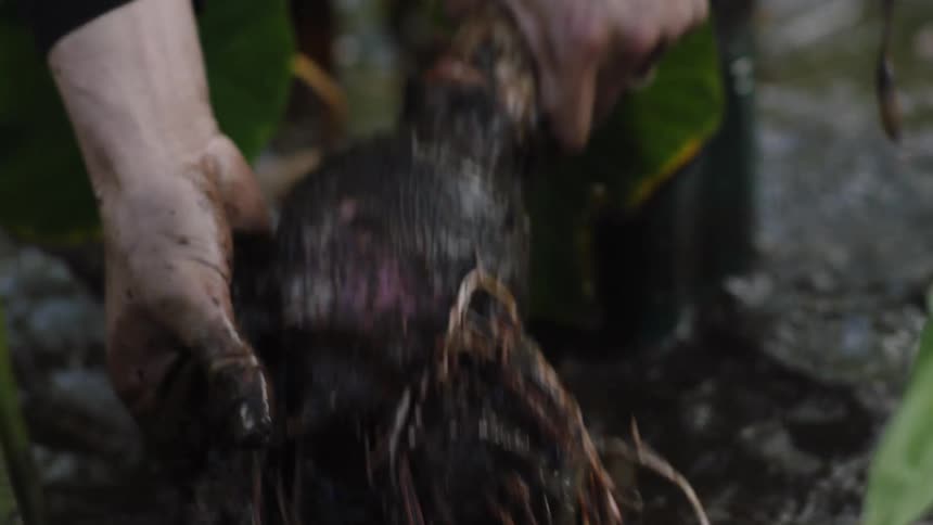 Closeup of an adult harvesting purple potatoes in shallow water