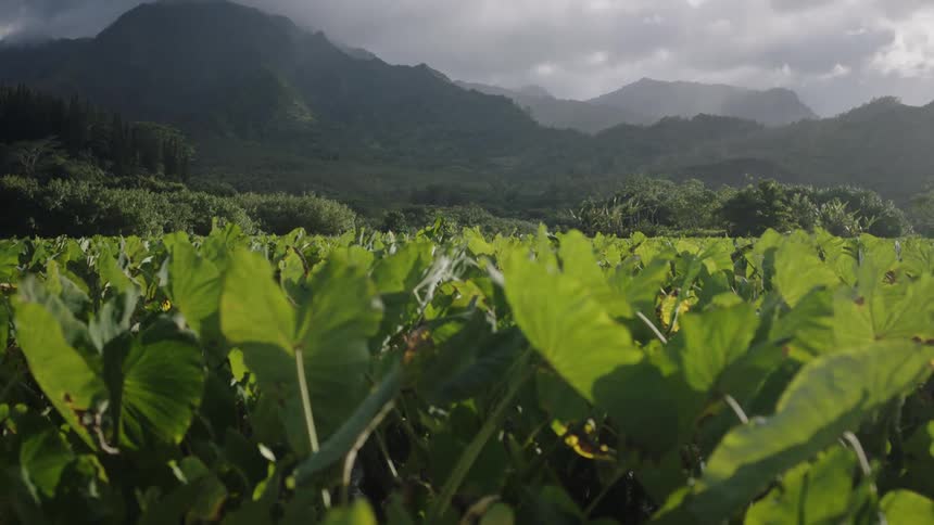 A lush field of green taro plants with large leaves set against forested hills and mountains under a cloudy sky