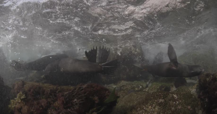Sea lions are swimming under the water during daylight
