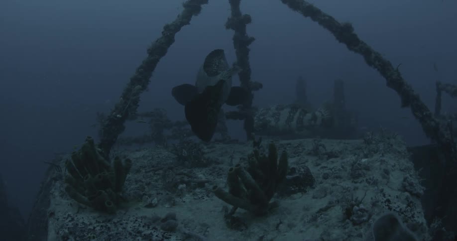 A large fish swimming on a sunken boat