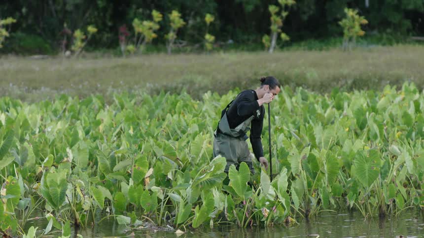 Man uses a tool to dig up a water plant while wading in shallow water