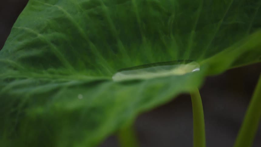 A single large green leaf cradles a small amount of clear water on its surface