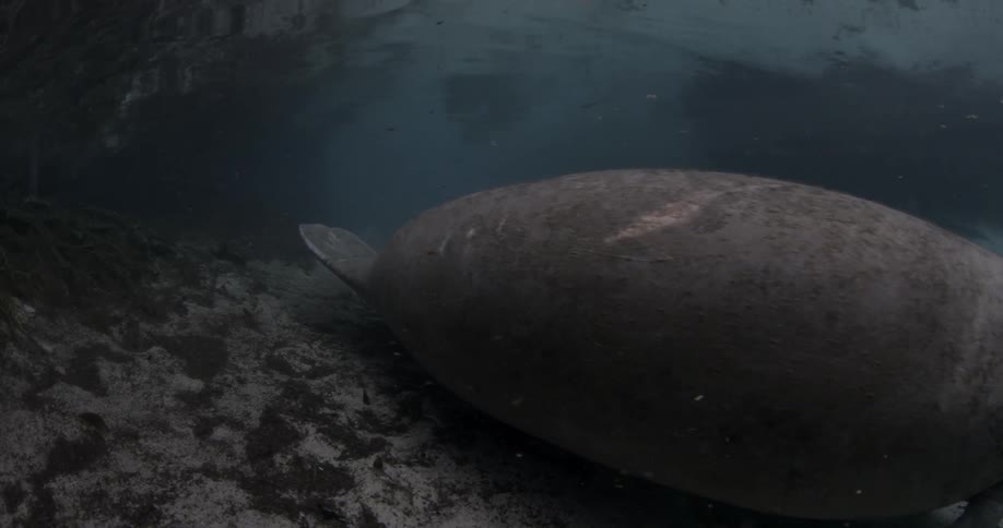 A manatee is floating in the ocean near the sea floor