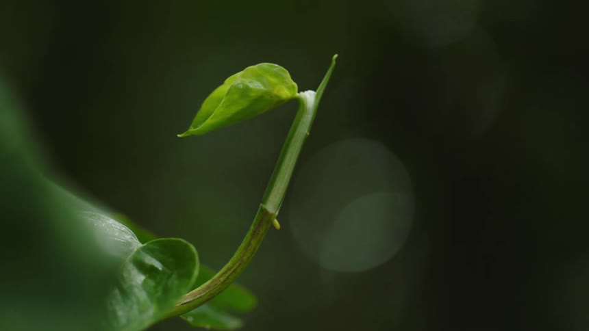Close up of a green plant