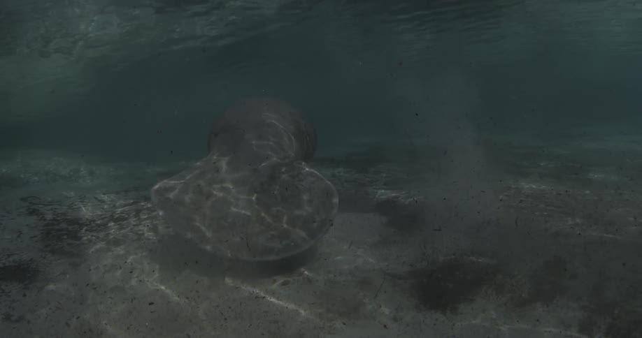 A manatee is floating in the ocean in sunlight
