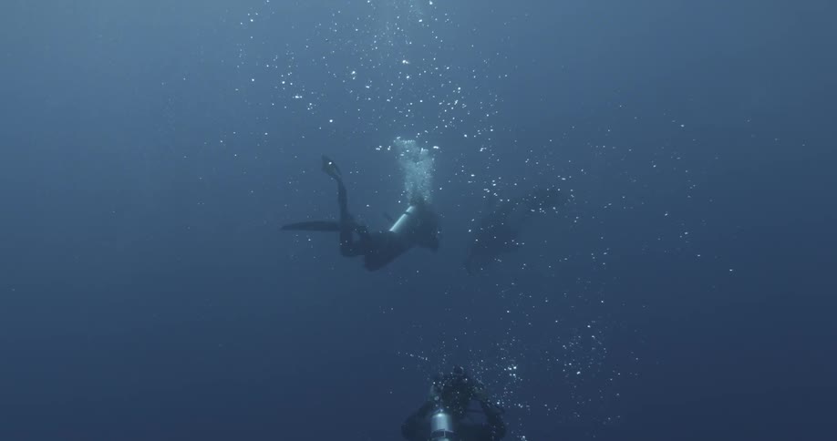 A large killer whale is being filmed by a diver