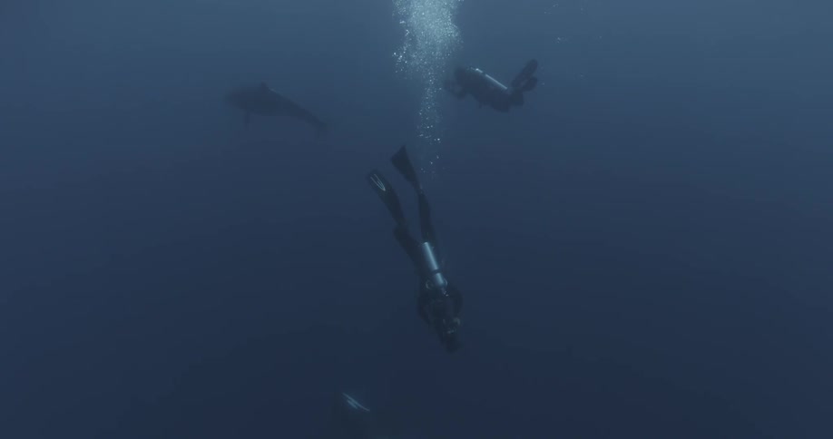 Divers swimming near fish and whales