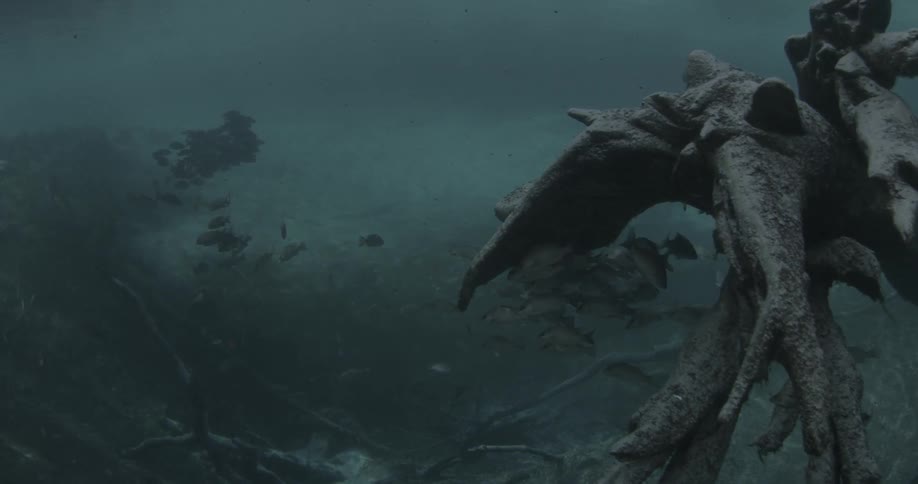 Debris and sand cover the bottom of the water with fish swimming around