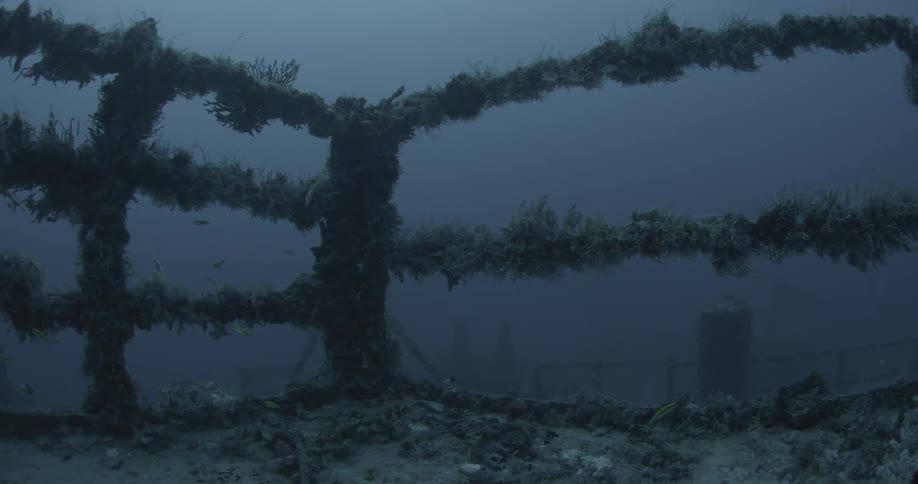 A shipwreck overgrown with sea life
