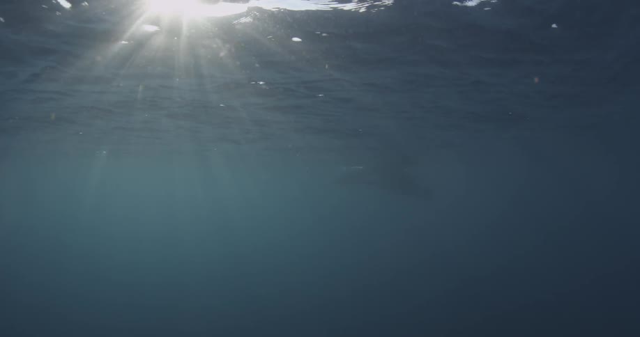 Sunlight shines through ocean water as a sea lion swims near the surface