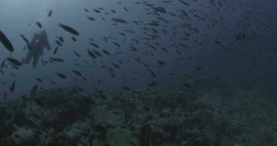 Diver swims among a school of fish near the ocean floor
