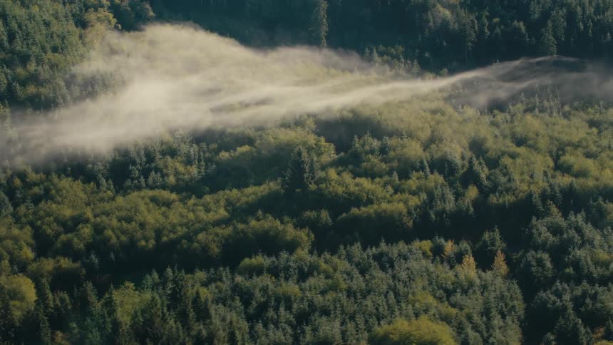 An aerial clip of a forest