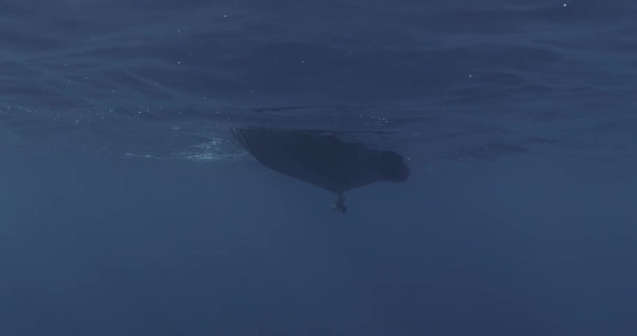 A boat travels in the blue water