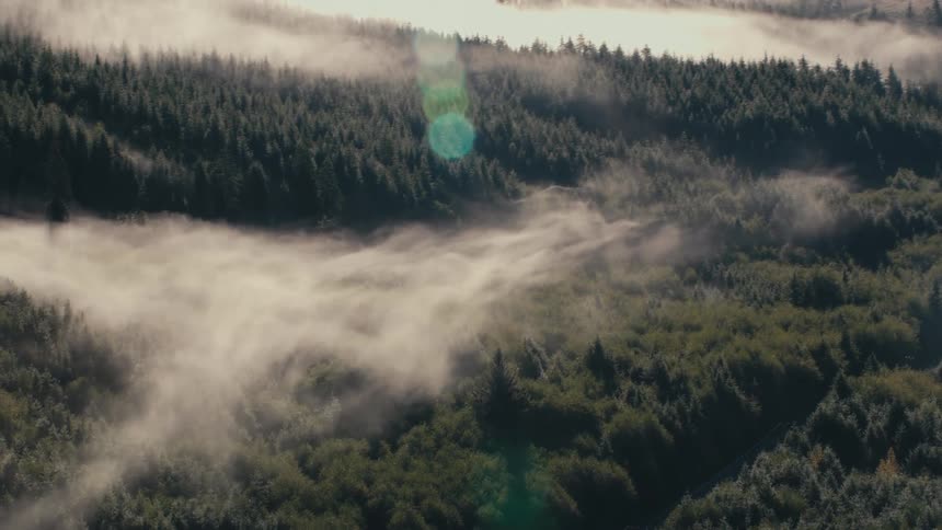 Aerial view of a dense forest partially shrouded in swirling mist with small buildings visible