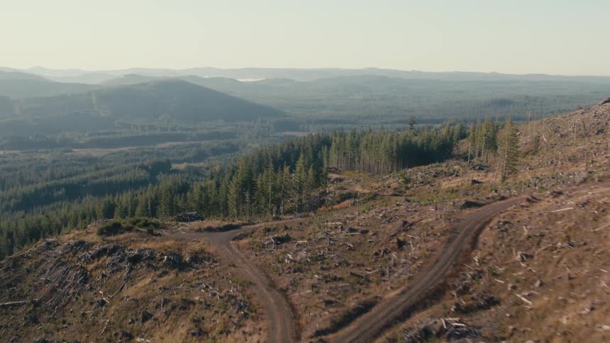 A revealing clip of a forest land
