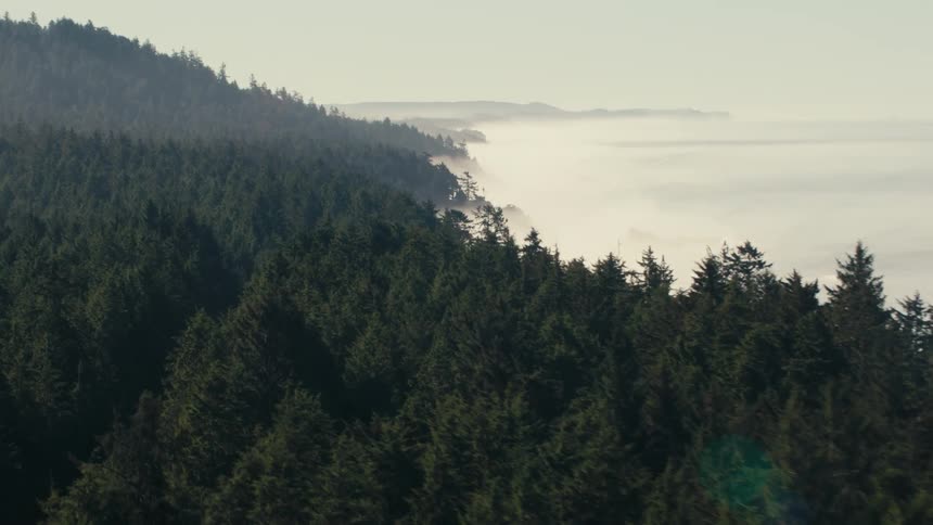 Tall trees line the shore on a foggy day