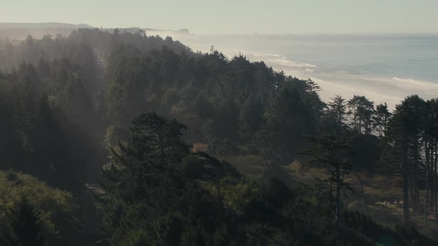 A forest cascading down a hillside toward a misty coastline